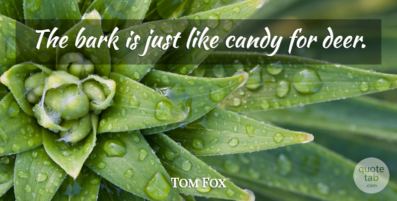 Tom Fox Quote About Bark, Candy: The Bark Is Just Like...