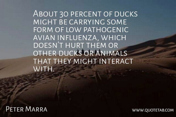 Peter Marra Quote About Animals, Carrying, Ducks, Form, Hurt: About 30 Percent Of Ducks...