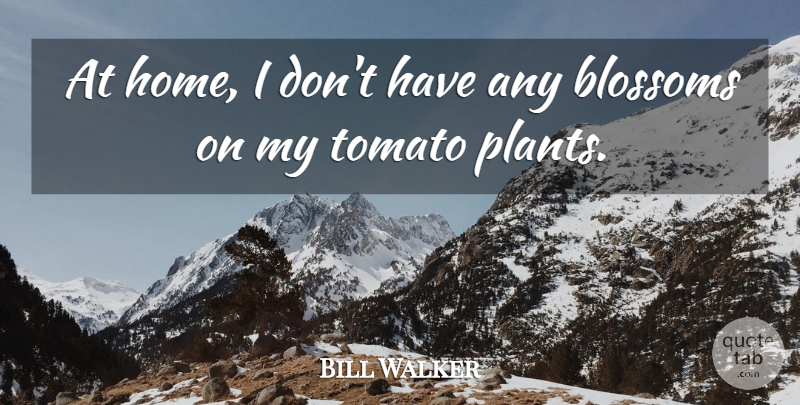 Bill Walker Quote About Blossoms, Tomato: At Home I Dont Have...