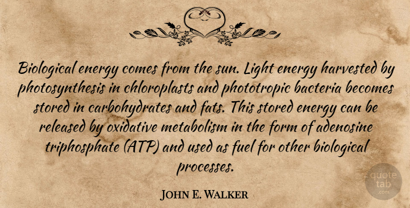 John E. Walker Quote About Bacteria, Becomes, Biological, Form, Fuel: Biological Energy Comes From The...