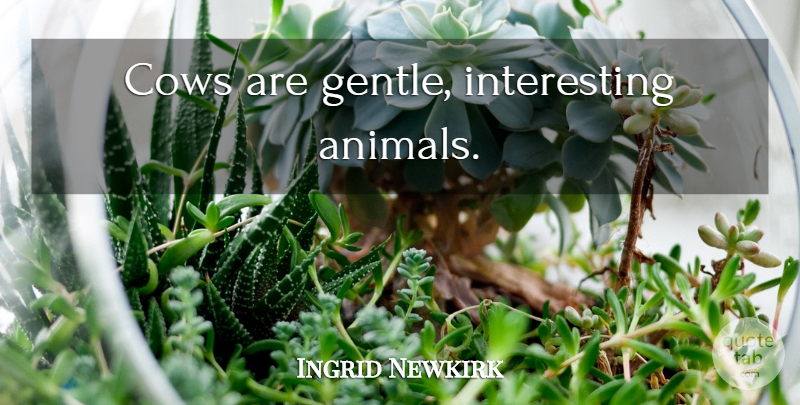 Ingrid Newkirk Quote About Animal, Interesting, Cows: Cows Are Gentle Interesting Animals...