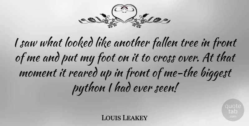 Louis Leakey Quote About Python, Feet, Tree: I Saw What Looked Like...