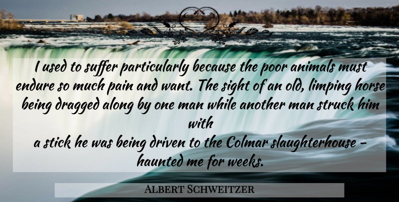 Albert Schweitzer Quote About Horse, Pain, Animal: I Used To Suffer Particularly...