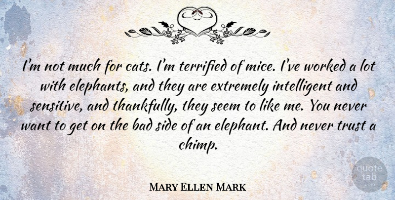 Mary Ellen Mark Quote About Bad, Extremely, Seem, Side, Terrified: Im Not Much For Cats...