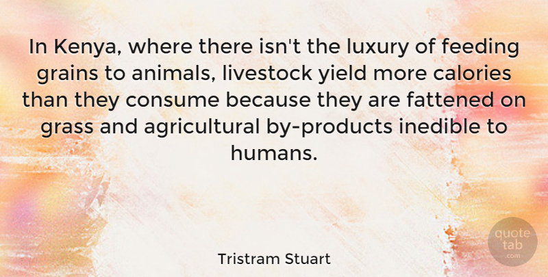 Tristram Stuart Quote About Calories, Consume, Feeding, Livestock, Yield: In Kenya Where There Isnt...