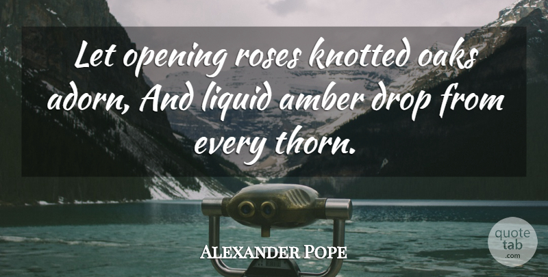 Alexander Pope Quote About Rose, Liquid, Amber: Let Opening Roses Knotted Oaks...
