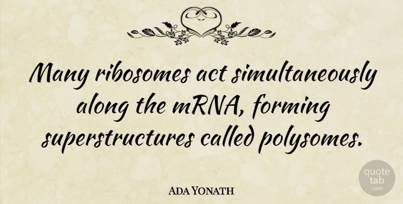 Ada Yonath Quote About undefined: Many Ribosomes Act Simultaneously Along...