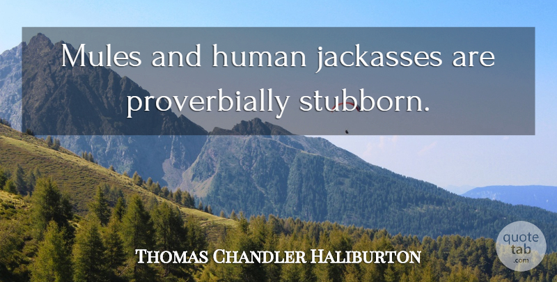 Thomas Chandler Haliburton Quote About Stubborn, Mules, Jackasses: Mules And Human Jackasses Are...
