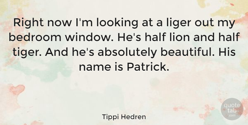 Tippi Hedren Quote About Absolutely, Bedroom, Half, Lion, Looking: Right Now Im Looking At...