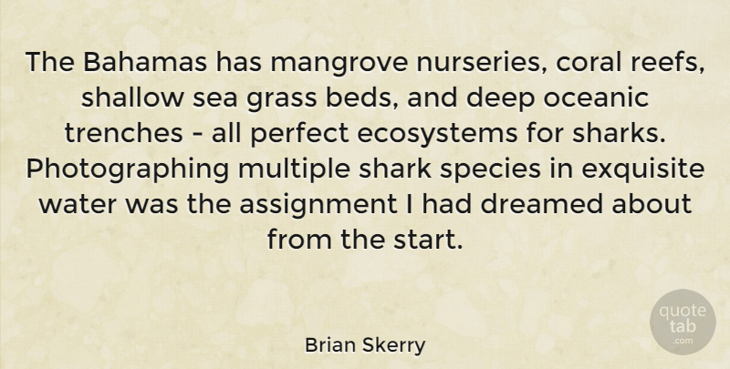 Brian Skerry Quote About Assignment, Bahamas, Coral, Dreamed, Ecosystems: The Bahamas Has Mangrove Nurseries...
