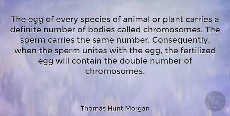 Thomas Hunt Morgan Quote About American Scientist, Bodies, Carries, Contain, Definite: The Egg Of Every Species...