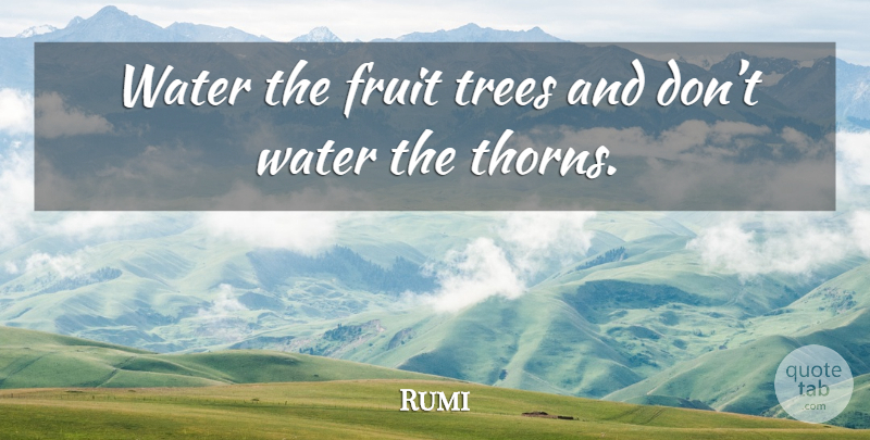 Rumi Quote About Water, Tree, Thorns: Water The Fruit Trees And...