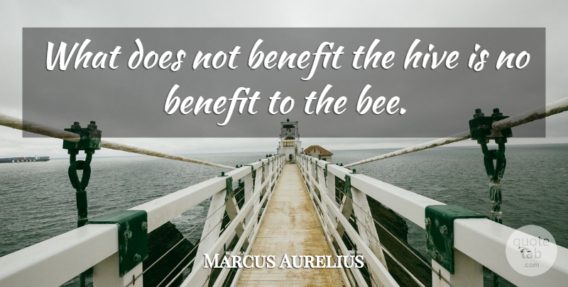 Marcus Aurelius Quote About Benefits, Bees, Doe: What Does Not Benefit The...
