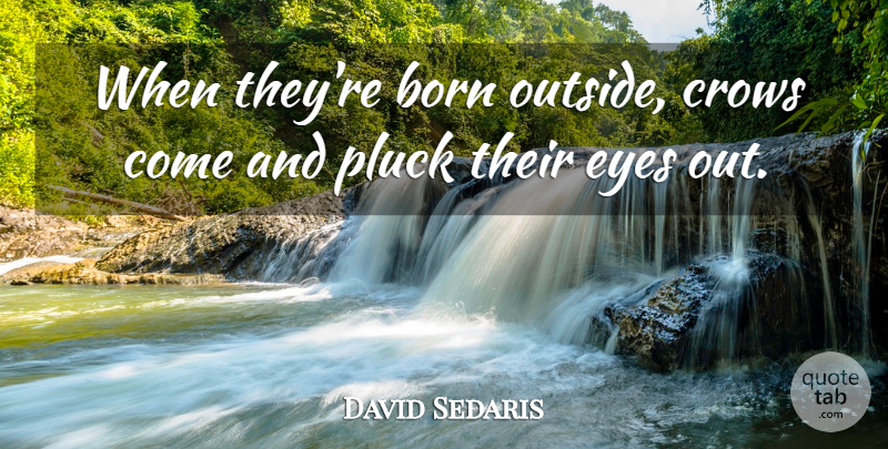 David Sedaris Quote About Eye, Crow, Pluck: When Theyre Born Outside Crows...