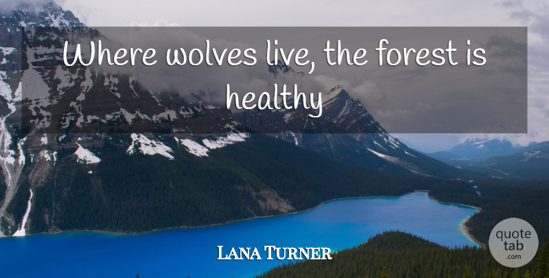 Lana Turner Quote About Healthy, Forests: Where Wolves Live The Forest...