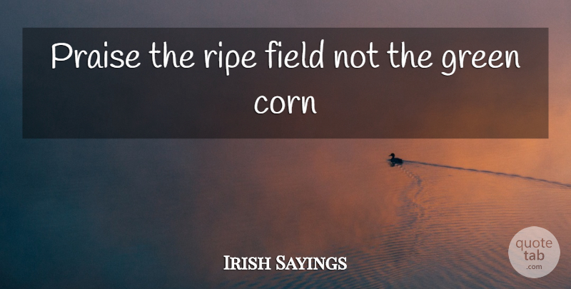 Irish Sayings Quote About Corn, Field, Green, Praise, Ripe: Praise The Ripe Field Not...