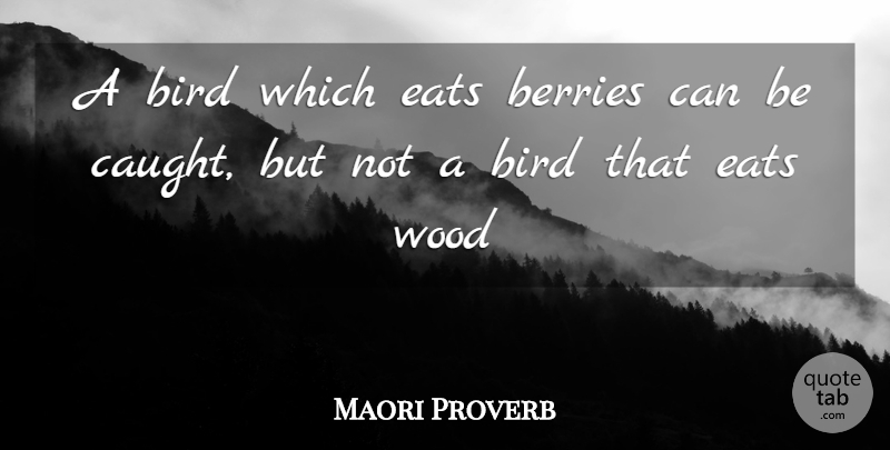 Maori Proverb Quote About Berries, Bird, Eats, Wood: A Bird Which Eats Berries...