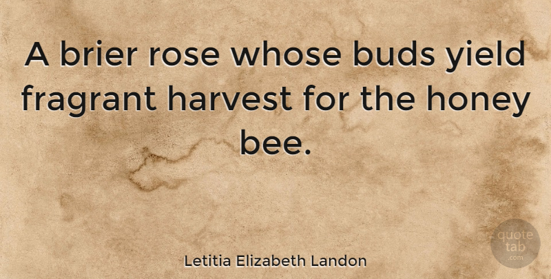 Letitia Elizabeth Landon Quote About Buds, Fragrant, Harvest, Honey, Whose: A Brier Rose Whose Buds...