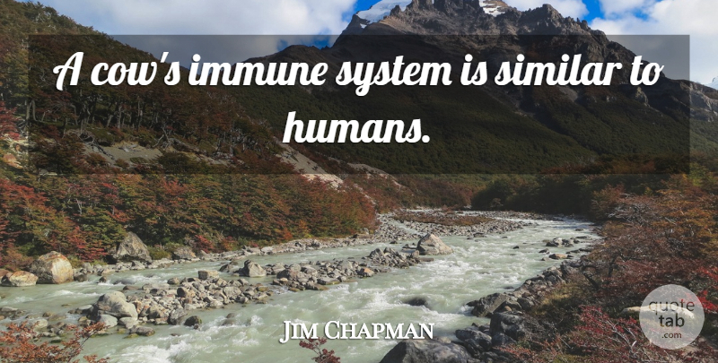 Jim Chapman Quote About Immune, Similar, System: A Cows Immune System Is...