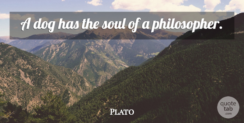 Plato Quote About Dog, Animal, Soul: A Dog Has The Soul...