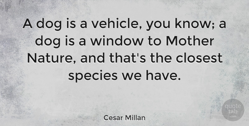Cesar Millan Quote About Mother, Dog, Window: A Dog Is A Vehicle...