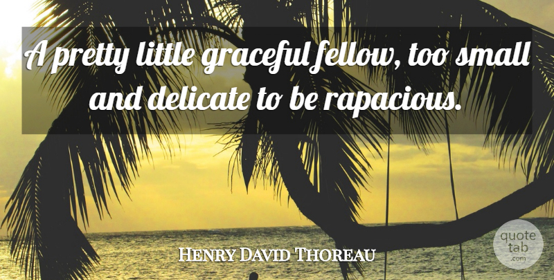 Henry David Thoreau Quote About Delicate, Graceful, Small: A Pretty Little Graceful Fellow...