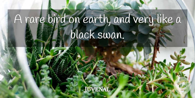 Juvenal Quote About Bird, Black, Earth, Rare: A Rare Bird On Earth...