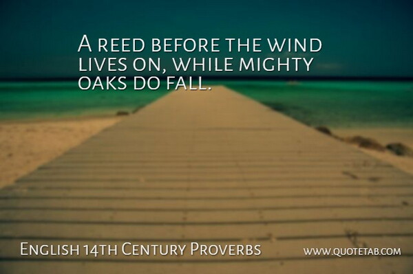 English 14th Century Proverbs Quote About Lives, Mighty, Oaks, Proverbs, Reed: A Reed Before The Wind...