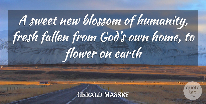 Gerald Massey Quote About Sweet, Flower, Home: A Sweet New Blossom Of...