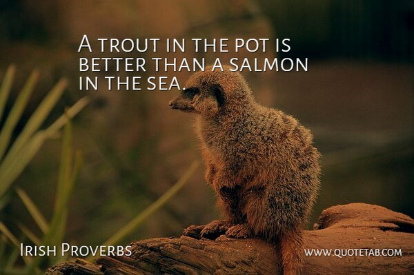 Irish Proverbs Quote About Pot, Proverbs, Salmon, Trout: A Trout In The Pot...