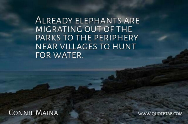 Connie Maina Quote About Elephants, Hunt, Near, Parks, Villages: Already Elephants Are Migrating Out...