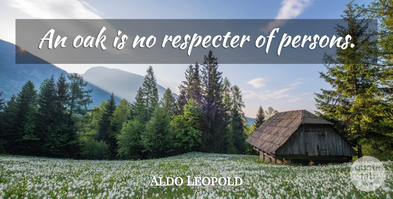 Aldo Leopold Quote About Persons, Oaks: An Oak Is No Respecter...