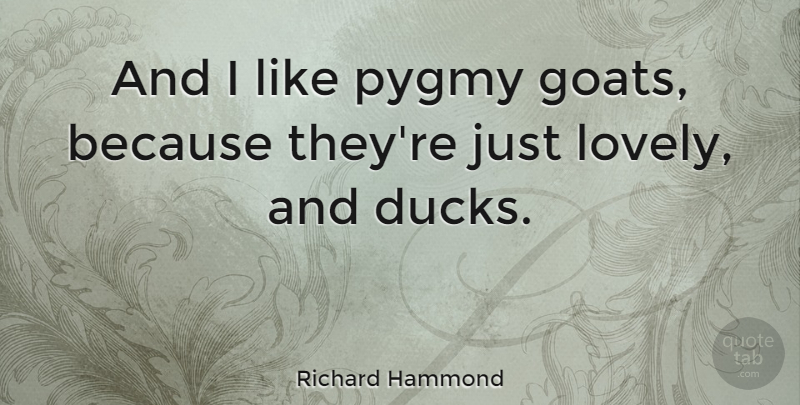 Richard Hammond Quote About Ducks, Lovely, Goats: And I Like Pygmy Goats...