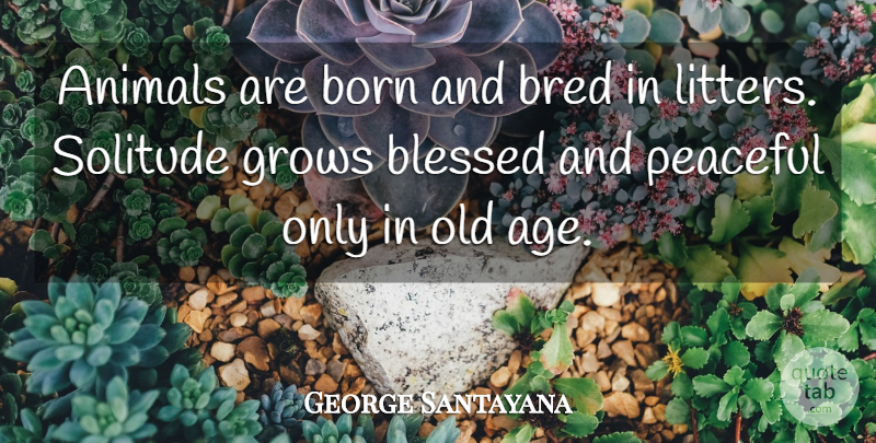 George Santayana Quote About Blessed, Animal, Peaceful: Animals Are Born And Bred...