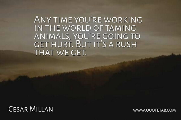Cesar Millan Quote About Hurt, Animal, Taming: Any Time Youre Working In...