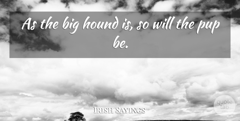 Irish Sayings Quote About Hound: As The Big Hound Is...