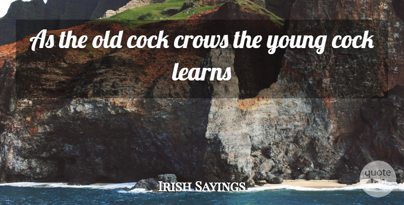 Irish Sayings Quote About Crows, Learns: As The Old Cock Crows...