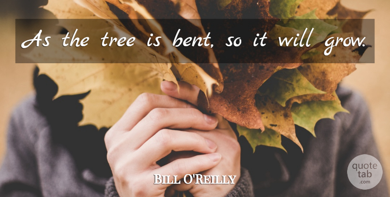 Bill O'Reilly Quote About Tree, Bent, Grows: As The Tree Is Bent...