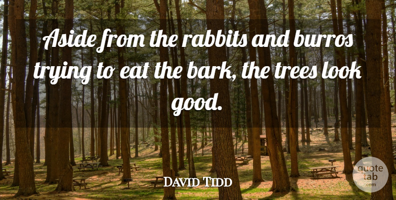 David Tidd Quote About Aside, Eat, Rabbits, Trees, Trying: Aside From The Rabbits And...