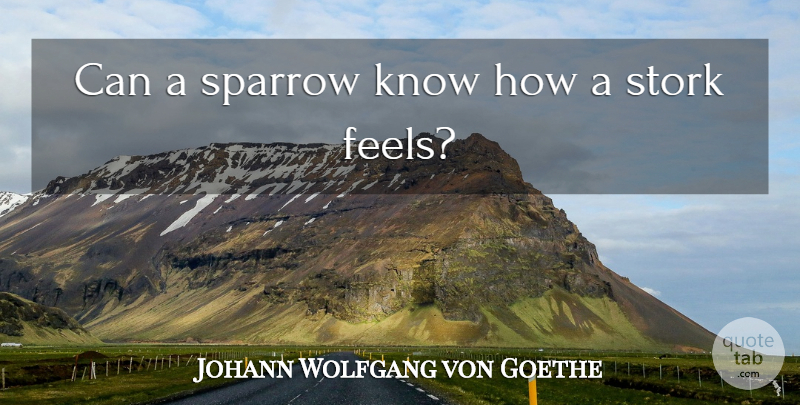 Johann Wolfgang von Goethe Quote About Compassion, Sparrows, Feels: Can A Sparrow Know How...