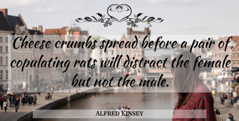 Alfred Kinsey Quote About Female, Rats, Pairs: Cheese Crumbs Spread Before A...