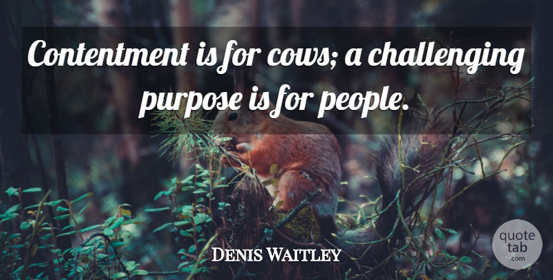Denis Waitley Quote About People, Challenges, Contentment: Contentment Is For Cows A...