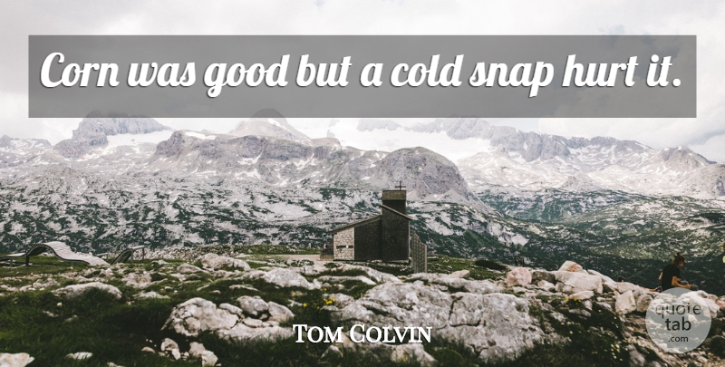 Tom Colvin Quote About Cold, Corn, Good, Hurt, Snap: Corn Was Good But A...