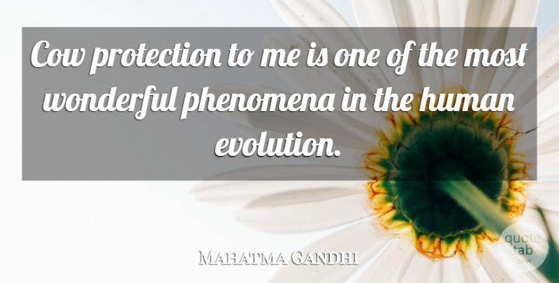 Mahatma Gandhi Quote About Cows, Evolution, Wonderful: Cow Protection To Me Is...
