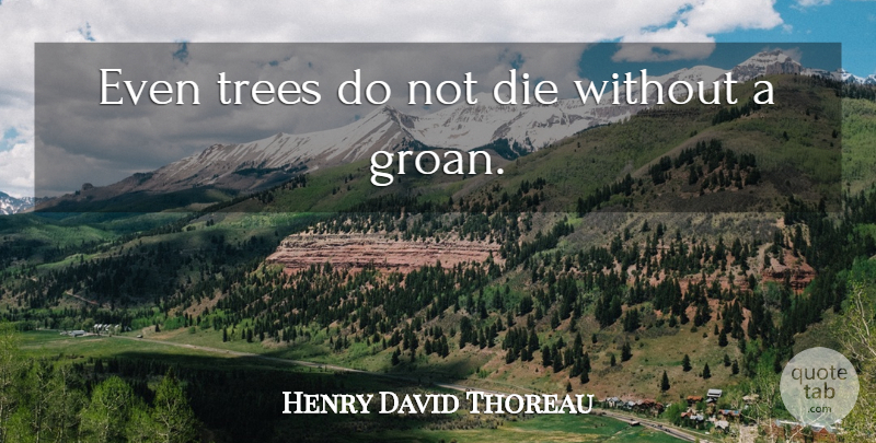Henry David Thoreau Quote About Death, Tree, Dies: Even Trees Do Not Die...