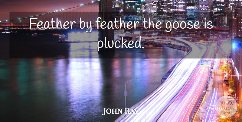 John Ray Quote About Geese, Feathers: Feather By Feather The Goose...