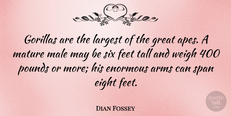 Dian Fossey Quote About Arms, Eight, Enormous, Great, Largest: Gorillas Are The Largest Of...