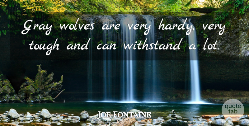 Joe Fontaine Quote About Gray, Tough, Wolves: Gray Wolves Are Very Hardy...