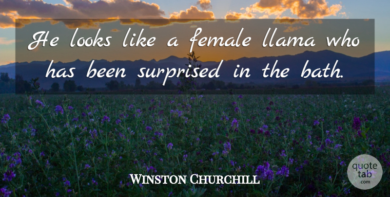 Winston Churchill Quote About Witty, Llamas, Female: He Looks Like A Female...