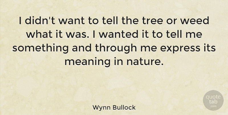 Wynn Bullock Quote About Photography, Weed, Tree: I Didnt Want To Tell...